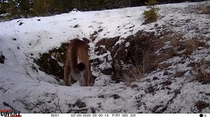 2.5K views · 71 reactions | Sweet catch from a Covert fan! #keepitcovert | Covert Scouting Cameras | Facebook