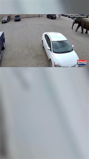 An elephant escaped the circus and went on quite the adventure! #elephant #circus #city #adventure #montana | KFVS-TV