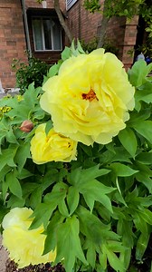 2.8K views · 56 reactions | Beautiful flowers in the neighborhood.. #oakville #visitoakville #ontario #canada | Ibanag In the City | Facebook