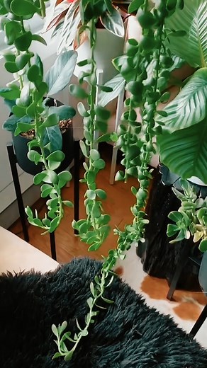 trailing jade propagation #indoorjungle #HomeDecor #plants #jade #propagation #houseplants #howto #plantaddict #plantmom #fyp | Indoor Plants Advisors