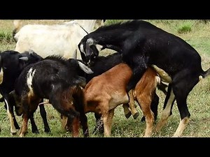 WOW!! Best Big goat Crossing small goat until success breading