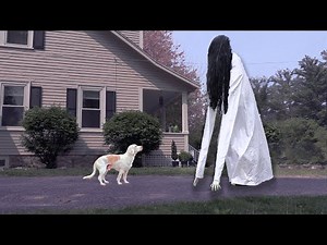 Dogs Not Afraid of GIANT Ring Girl Ghost: Funny Dogs Maymo, Indie & Potpie