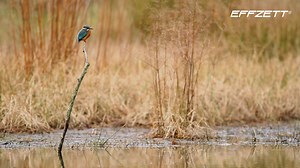 🇩🇪🇩🇪🇩🇪 Der neue #EFFZETT #Eisvogel ist erhältlich! 💯🔝 Ein Hartlure mit einer etwas unberechenbaren und unvorhersehbaren Aktion, genau wie ein echter #Eisvogel unter Wasser schwimmt. 🐦🎣 #fishon #FZ #DAMtackle | DAM Fishing Tackle