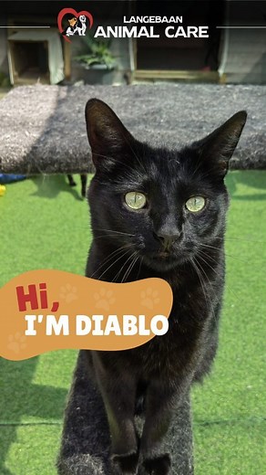 19 reactions · 13 shares | Our sweet Diablo is a beautiful black cat...
