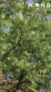 4.8K views · 37 reactions | An extremely dry wind, known as the 'devil wind,' sucks moisture and can cause fires to reemerge, even after being wet down. Firefighters experienced this firsthand when small fires reappeared, resembling little volcanoes. Have you ever witnessed such a phenomenon? #devilwind #firesafety #wildfires #dryweather #firefighters | The Wonder Channel | Facebook