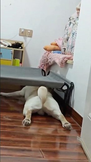 Hilarious cats and dogs funny moments try not to laugh 😂 #funniestcats #funniestdogs #cat #dogs