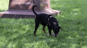Der schwarze Hund schnüffelt im Park: Stockvideos & Filmmaterial (100 % lizenzfrei) 3823694991 | Shutterstock