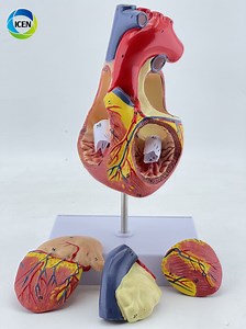[Hot Item] IN-M1 Medical Science Cardiac Teaching Model Human Life Cardiac Anatomy Model