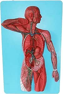 Human Anatomy Model,PVC Human Lymphatic System Model Kidney with Adrenal Gland Models for Medical Teaching Demonstratio