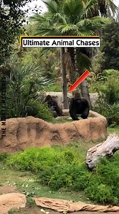 Ultimate Animal Chases | The Mighty McClures