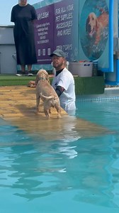 10K views · 734 reactions | Rescued cockapoo Rosa had a great first swim, safe to say she loved it!  | Canine Dip and Dive Maldon | Facebook