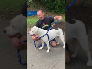 Using a Double Ended Lead for dogs that pull