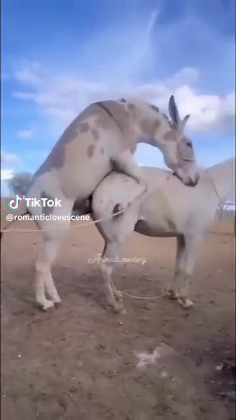 romantic (@romanticlovescene)’s videos with original sound - romantic