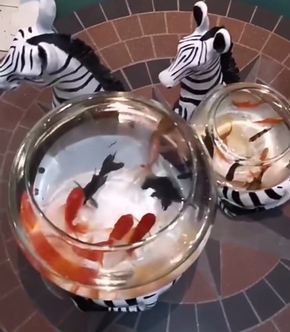 Art Nordic Zebra Glass Fish Bowl with Detachable Resin Sculpture - Artistic Desktop Aquarium for Home/Office Decor, Unique Gift for Family, Friends, Lovers (Fish, Turtle, Succulent Plant) (Small)