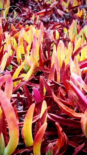 Are you looking to add some color to your succulent collection? Among...