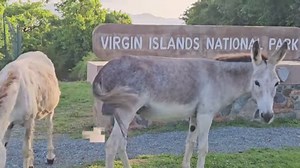 31K views · 426 reactions | The grand opening event for the new NPS buildings at Lind Point will be Saturday May 25th from 10AM to 1PM. Come on tours of the new science, resource management, dive lockers, and archives buildings. Enjoy local entertainment and light refreshments! Don’t ride the donkeys! Free shuttle service from the Cruz Bay Visitor Center will begin at 9AM. | Virgin Islands National Park | Facebook