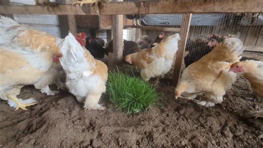 Lemon Pyle Brahma. | Cajun Creek Farm