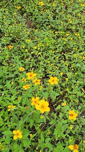 8.1K views · 237 reactions | ❤️poesías románticas de amor para dedicar y compartir♥️ poemas de amor para ella la mujer que amo.mp4 | El Bohemio Romántico | Facebook