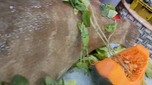 2.5K views | Hacienda beach-pool on Reels | Facebook