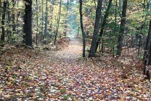 How weather affects fall colors