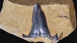 1K views · 70 reactions | Chinese scientists recently found a shark tooth fossil of the Late Triassic period dating from 220 million years ago in a scientific expedition of Mount Cho Oyu, the world's sixth-highest peak, on the Qinghai-Xizang Plateau, filling in missing information about marine ecosystems during this period. #SHARKFOSSIL | CGTN China24 | Facebook