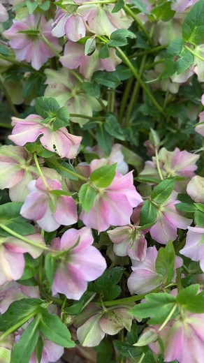 Our newest Yarnsmiths yarn will be having a slow launch on Wednesday 🌸 Any guesses on the name? 🐌🫶 | Wool Warehouse