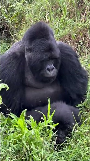 “This video shows the natural mating behavior of monkeys in their wildlife environment