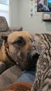 Boop #lucky #kitten #qtip #cute | Jen Chandler Cabeza Grande Kennel