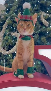 2K views · 1.1K reactions | Elf-esteem: sky high Just a smol elf in front of a tol tree. Blink and you might miss him!! #catsofinstagram #catsofaustin #austintexas #catcostume | Cat Named Calvin | Facebook