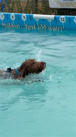 Cockapoo Ludo had a great first swim with his humans in the pool with him for support 🐾💕💦🇬🇧 | Canine Dip and Dive Maldon