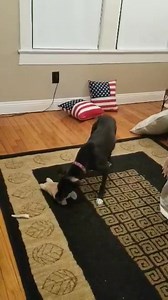 Take Paws Rescue on Reels | Facebook