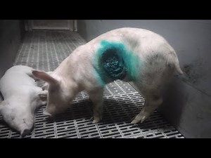 Shock! Cannibalism among piglets #withme