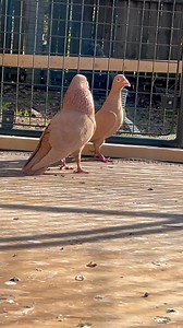 33 reactions · 4 comments | Gandang ibon ni Capistrano Loft - Yellow Trenton #racingpigeons #pigeonsport | PigeonVibes | Facebook