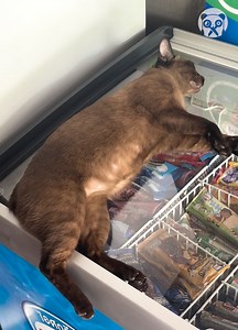 Cat chills on top of ice cream fridge | Hungry Panda