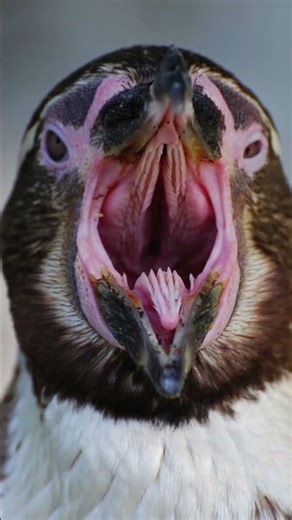 Whats inside a penguins mouth!😱