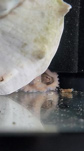 #octopus are such fascinating creatures! | Fish Guy Photos