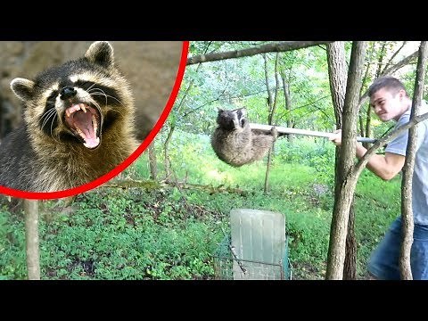 Operation Raccoon Extraction - COMPLETE