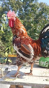 3.3K views · 66 reactions | rooster crowing sound effect | different rooster sounds | rooster crowing compilation plus #Roostercrowingsounds #RoosterCrowing #differentroostersounds #rooster #chicken #Roostercrowinginthemorning #RoostercrowingsoundsEffect #20Roostercrowing #RoosterCrowingCompilation #roostercrowing #roostercrowingalarm #roostercrowing | Wild BIRDS | Facebook