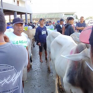 Mahirap nga ba ibenta ang baka na sala ang puyo ng baka?sa palagay mo ano ang epekto neto sa paglaki? #engelsfarmlife #kafarmers #cowfarming #livestockmarket #farmlife #fblifestyle #trendingvideo #FBPage | Engels Farm Life
