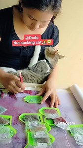 2.3K views · 24 reactions | Sige Dodo meme ka lang diyan ‍ #lrrosero #lrroserospets #dodothesuckingcat #catlovers #petlovers #welovecats | LR Pets | Facebook