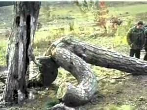 25 Disturbing Freaks Of Nature You Have To See To Believe