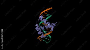 Msx-1 homeodomain-DNA complex structure. Animated 3D cartoon and Gaussian surface models, chain id color scheme, PDB 1ig7, black background