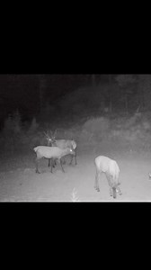 11K views · 63 reactions | King of the hill. #trailcamnut #trailcamera #trailcam #stealthcam #elk #hunting #outdoors #idaho #wildlife #animals. | Trail Cam Nut | Facebook