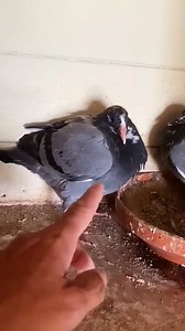 Line Breeding or Cross Breeding #pigeon | PigeonVibes
