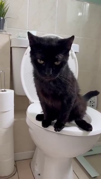 We spoke to Rachel in South Shields about her talented pet, Benji the Aldi cat 😍 Here he is in action! WOW! 😂 | Steve & Karen's Breakfast Show