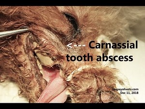 An adopted thin poodle has painful mouth and a hole below the right eye