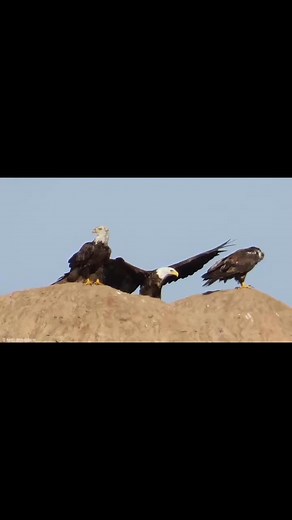 I love my eagles #terridonaldsonphotography #terridonaldson #upperpeninsula #birdphotography | Terri Donaldson Photography