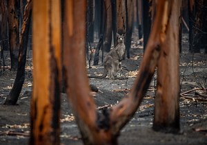 Australia’s most important report on the environment’s deteriorating health presents grim findings