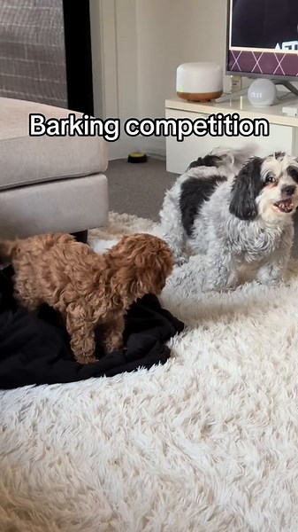 Barking Competition of Cavoodles 🐶