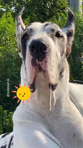 7.4K views · 373 reactions |  #slobber #greatdane #doglovers | LoveMargot | Facebook